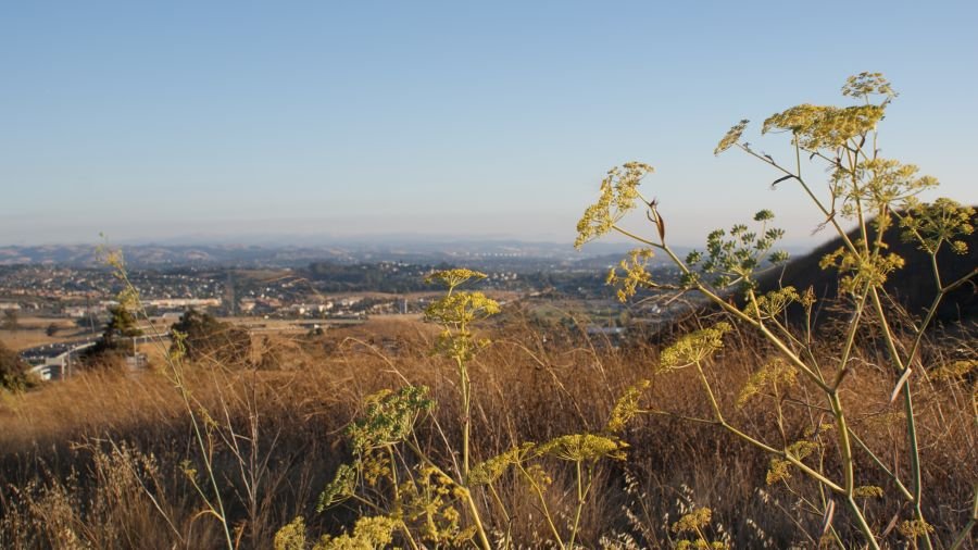 Scenic overlook of Vallejo and surrounding hills from a hiking trail, with wildflowers in the foreground and clear skies above.