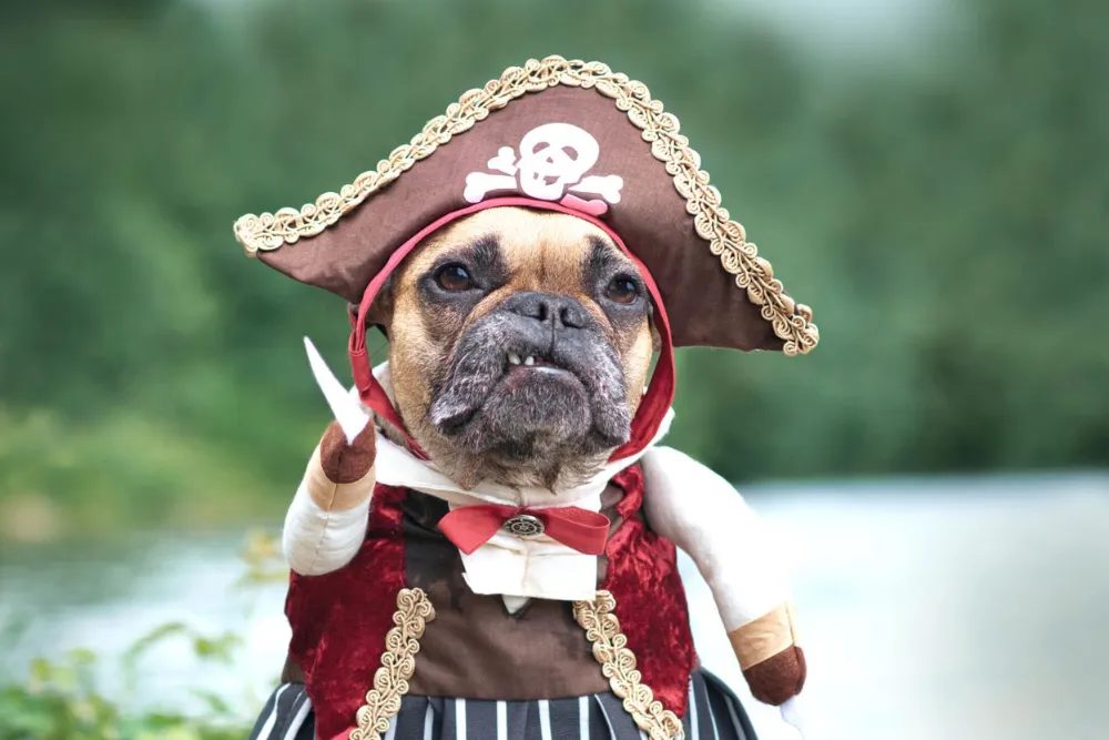 Dog dressed in a pirate costume with a tricorn hat and skull emblem, posing outdoors near water.