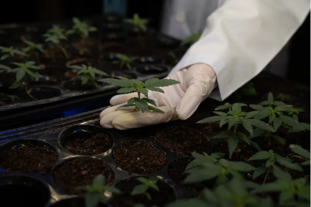 Gloved hand tending young cannabis seedlings in a cultivation tray, illustrating how modern breeding has blurred the indica vs sativa vs hybrid distinction