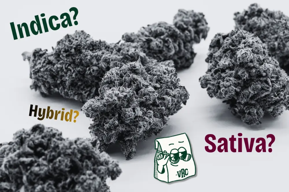 Cannabis flower buds in black and white with indica vs sativa vs hybrid colored labels showing why the categories are harder to tell apart than you'd think