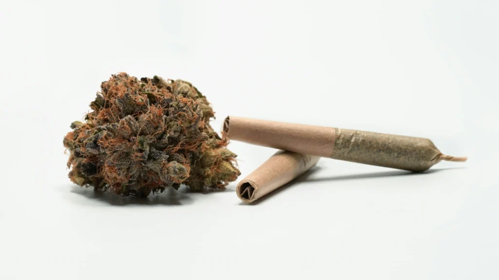 Cannabis flower bud next to two rolled joints, illustrating how much flower to use when rolling